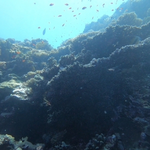 reef view